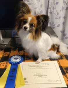 Missy achieves her AKC Canine Community Good Citizen